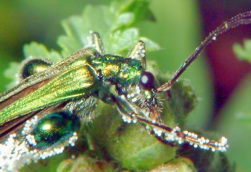 Farfalla nuova incontra coccinella